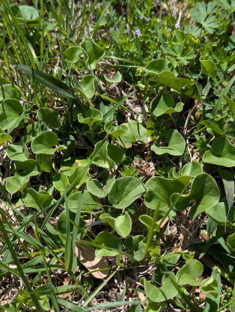Oakwoods Ponysfoot photo 8