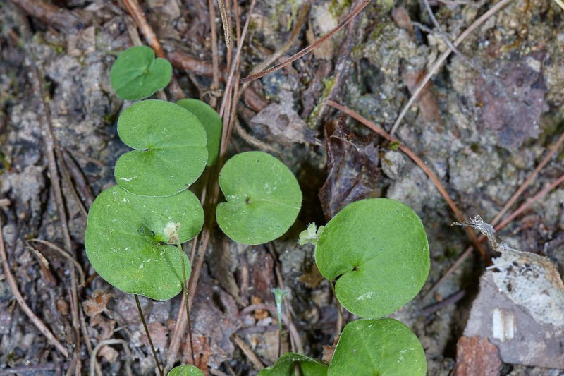 Silverleaf Ponysfoot