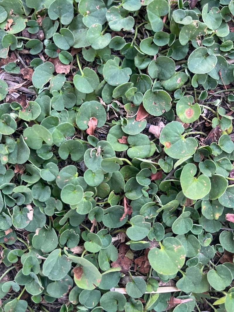 Silverleaf Ponysfoot photo 2