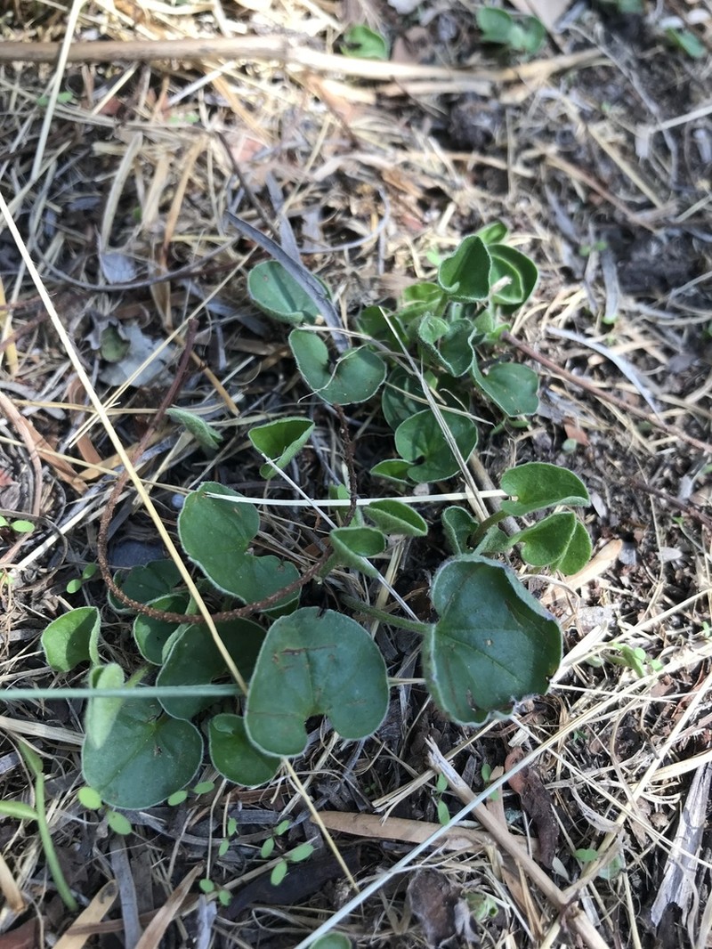 Silverleaf Ponysfoot photo 4