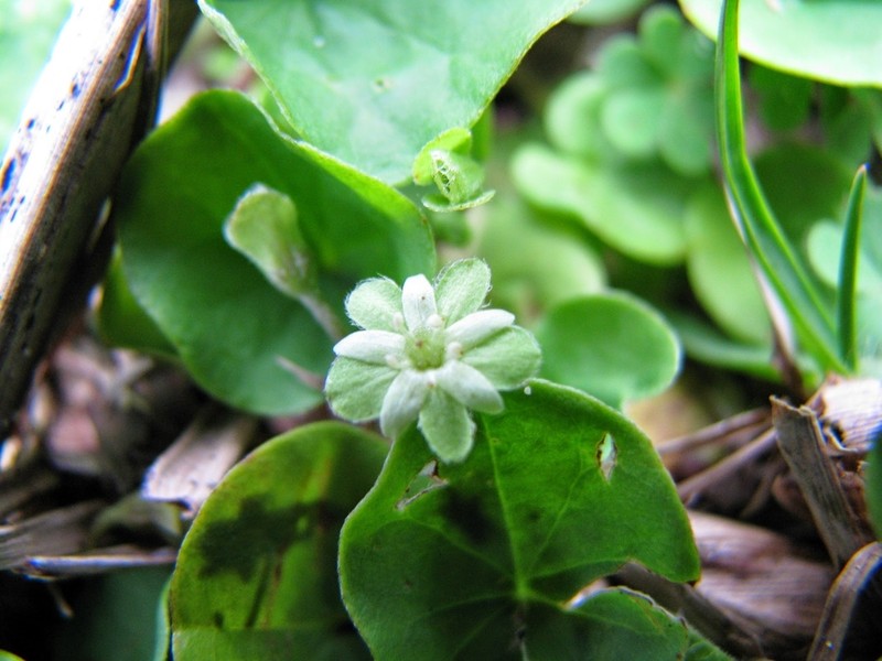 Silverleaf Ponysfoot photo 6