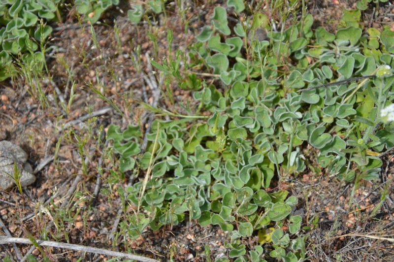 Silverleaf Ponysfoot photo 7