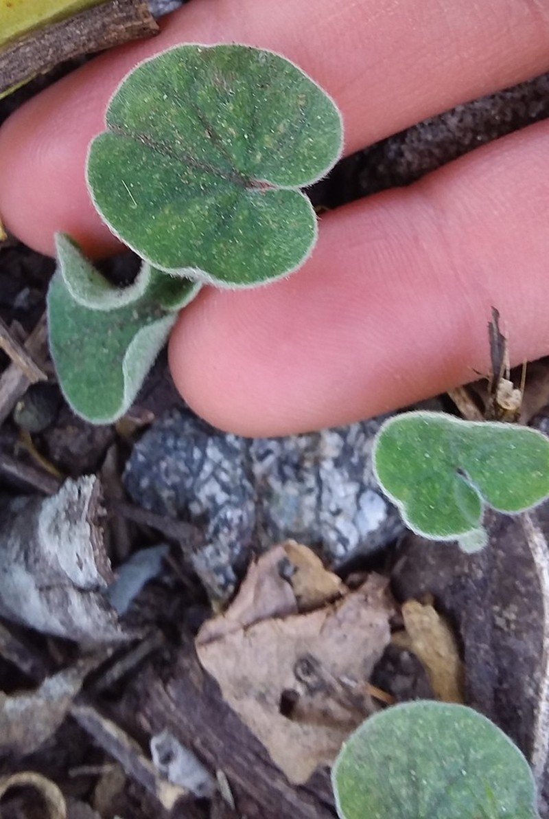 Silverleaf Ponysfoot photo 8
