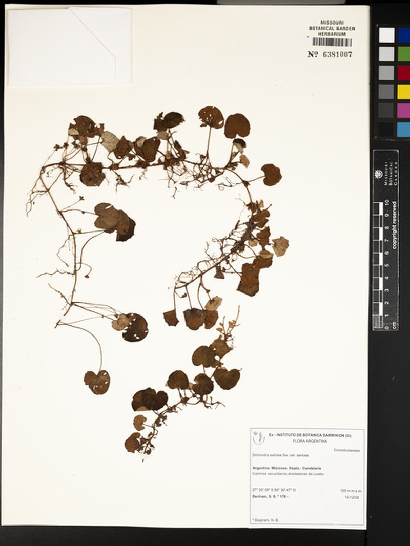 Dichondra sericea var. sericea