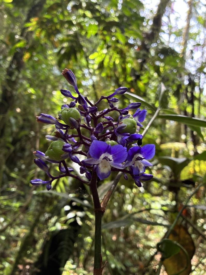 Dichorisandra leucosepala photo 2