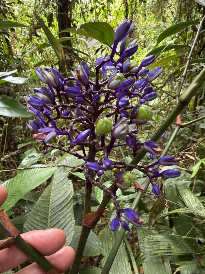Dichorisandra leucosepala photo 3