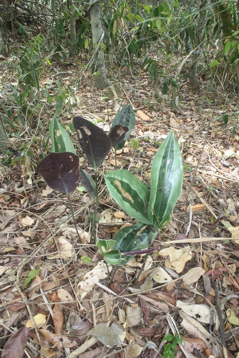 Dichorisandra marantoides