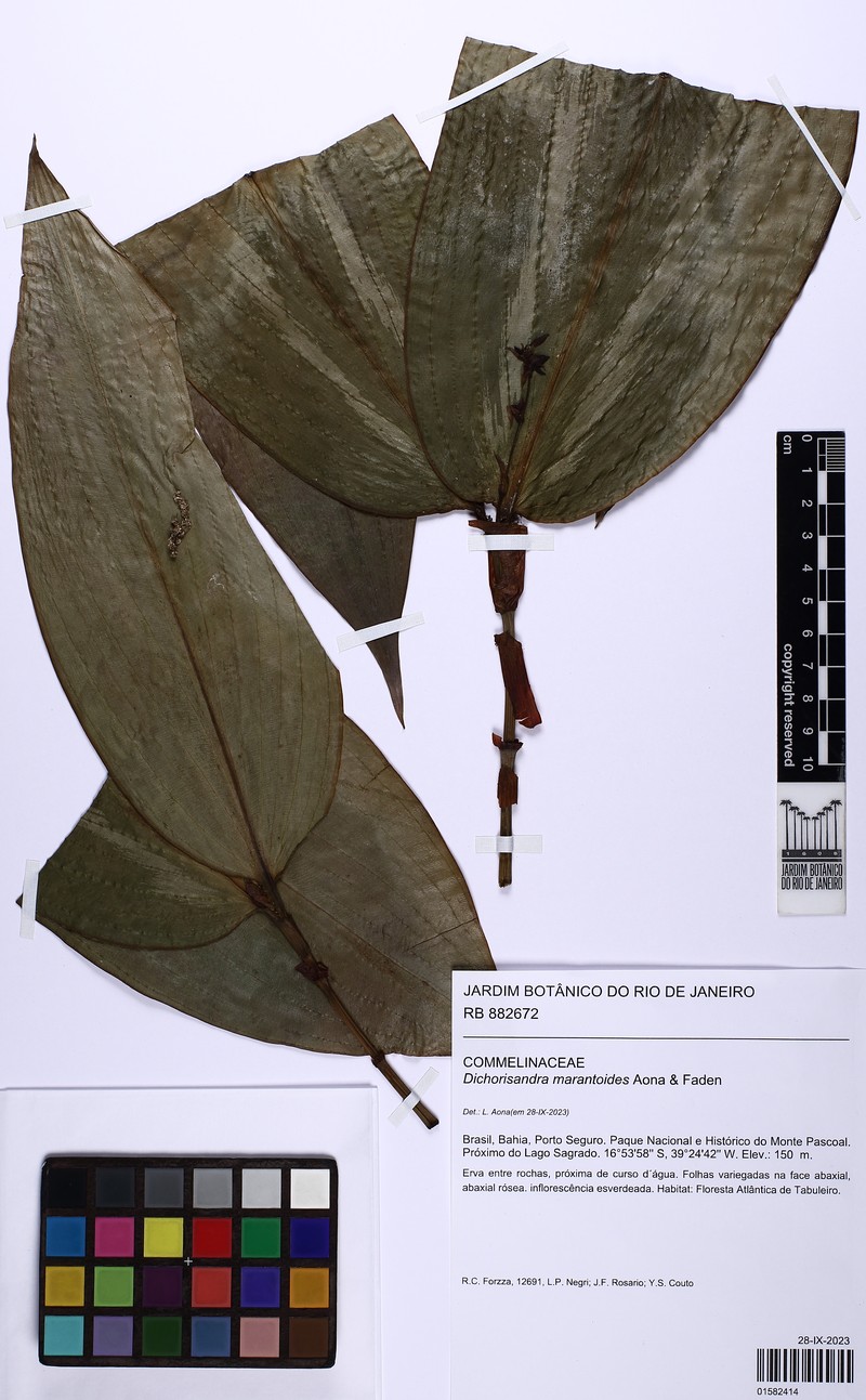 Dichorisandra marantoides photo 2