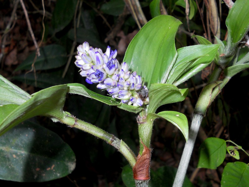 Dichorisandra rhizantha photo 2