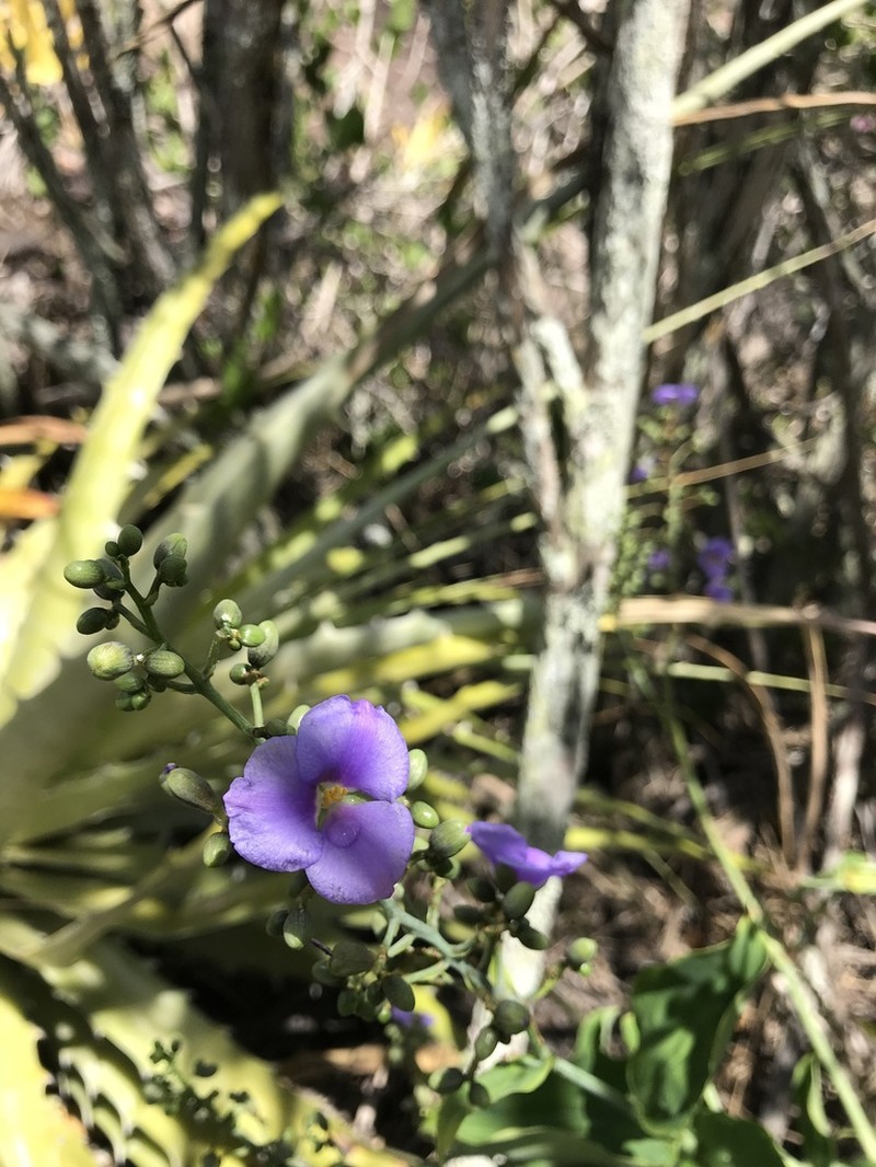 Dichorisandra saxatilis