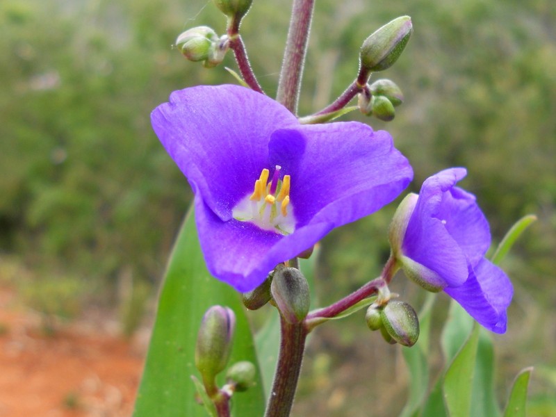 Dichorisandra saxatilis photo 2