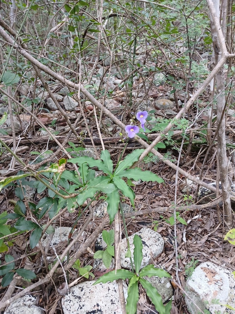 Dichorisandra saxatilis photo 3