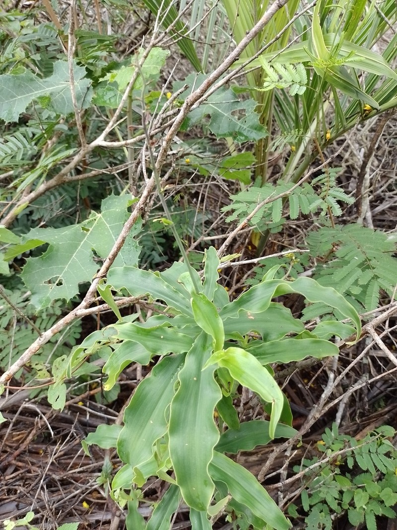Dichorisandra saxatilis photo 4