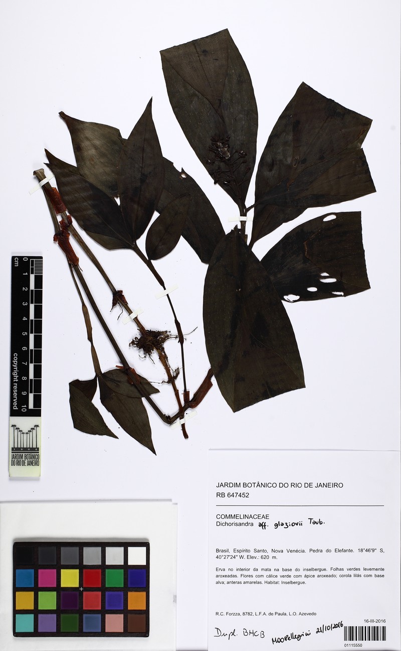 Dichorisandra striatula