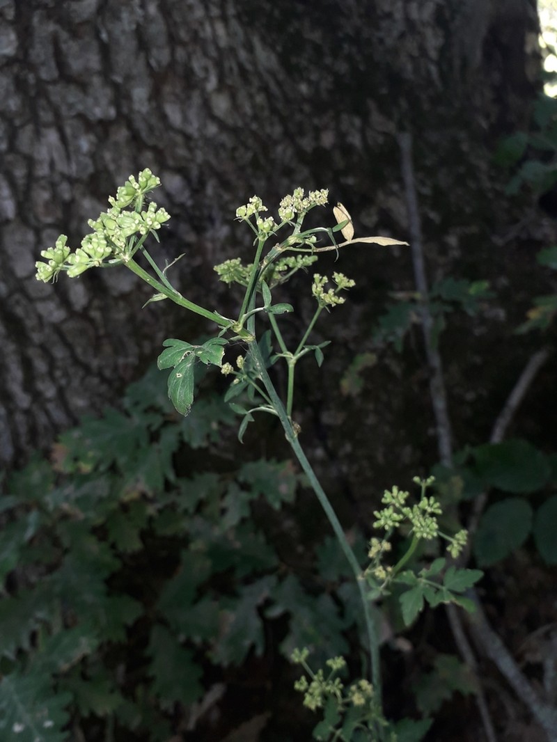 Dichoropetalum caucasicum