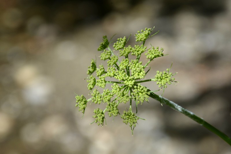 Dichoropetalum caucasicum photo 2