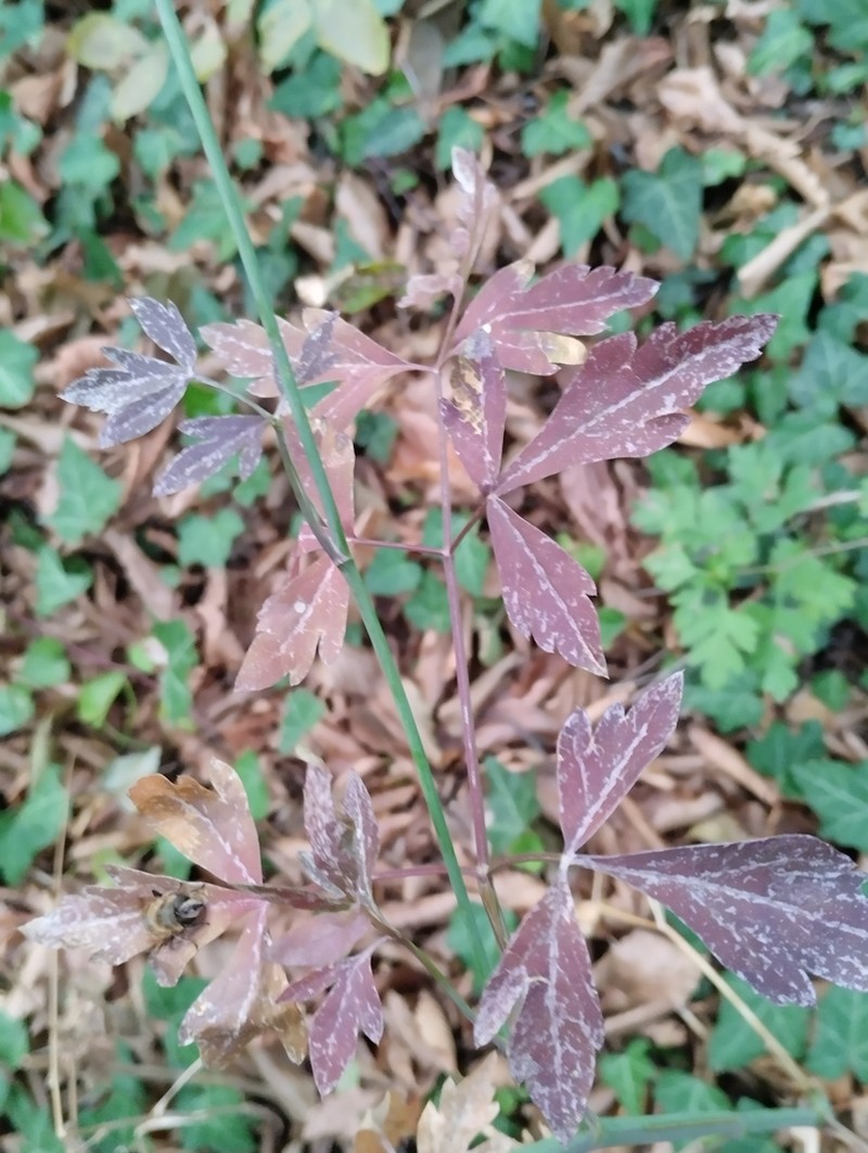 Dichoropetalum caucasicum photo 3