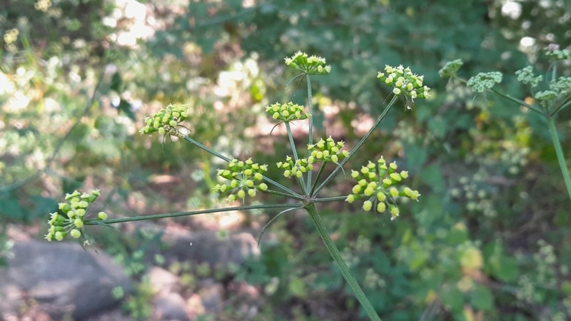Dichoropetalum caucasicum photo 4