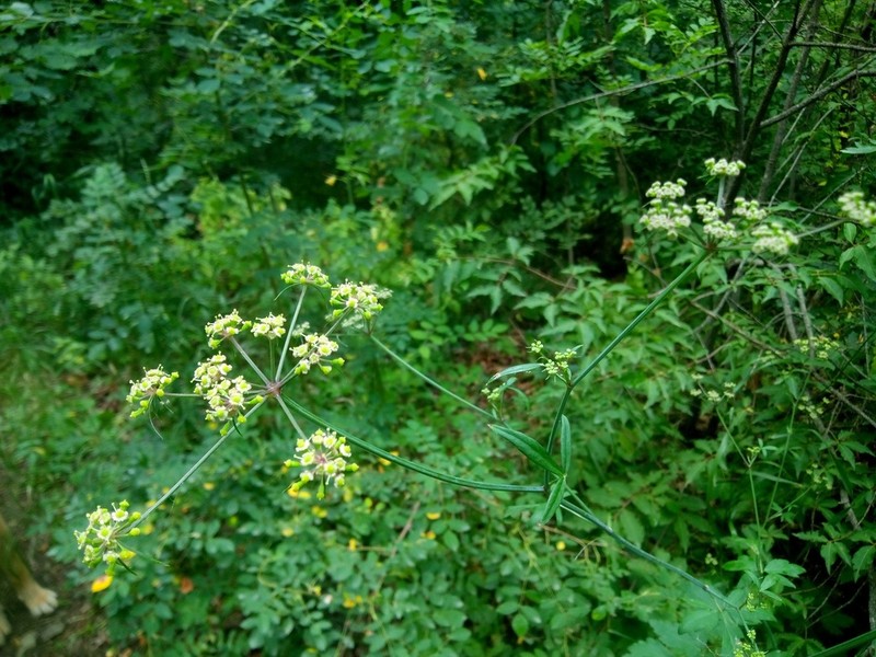 Dichoropetalum caucasicum photo 5