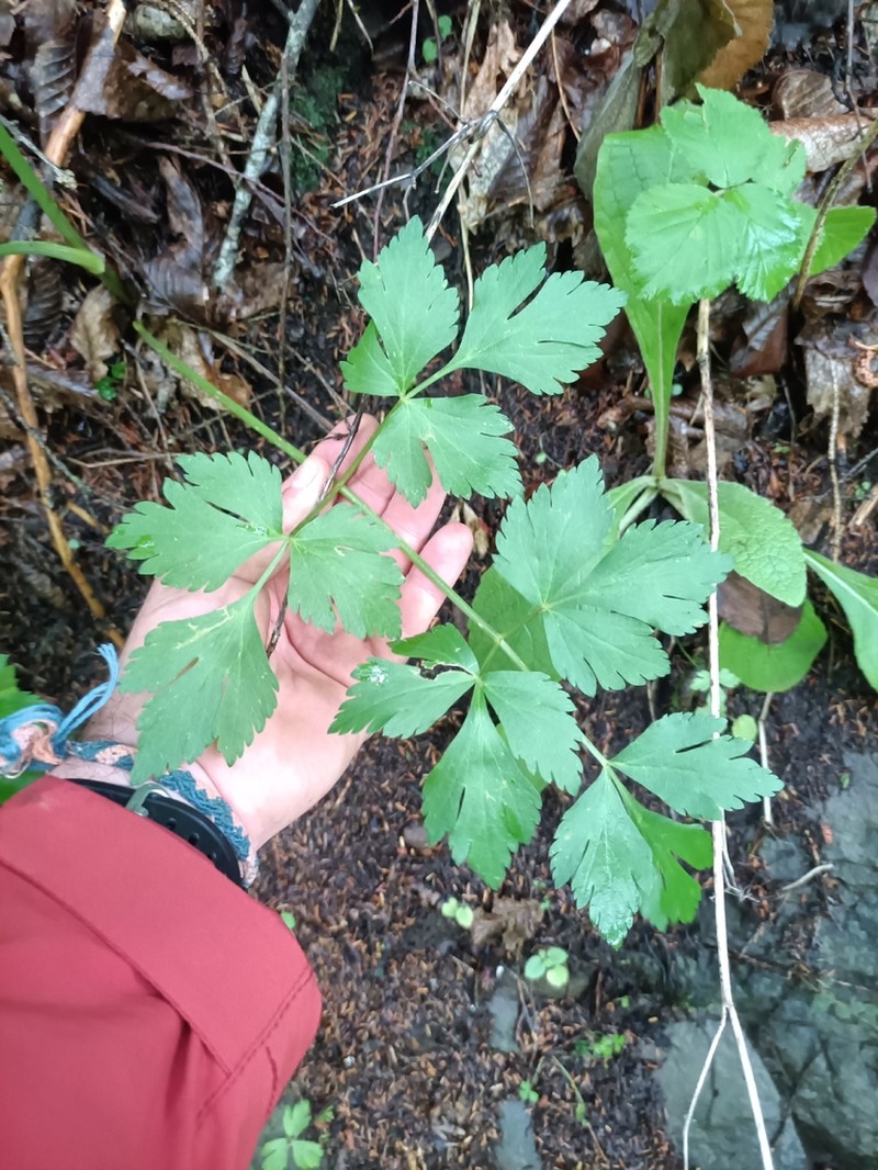 Dichoropetalum caucasicum photo 6