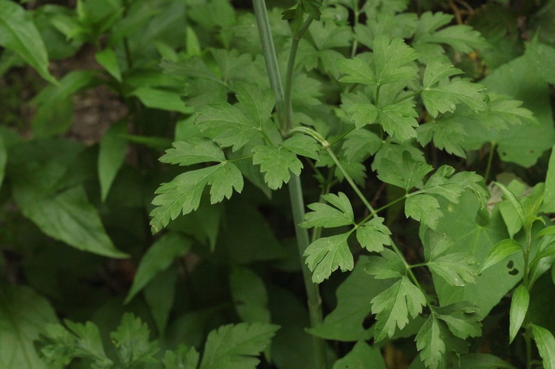Dichoropetalum caucasicum photo 7