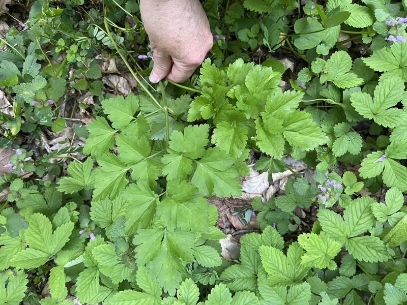 Dichoropetalum caucasicum photo 8