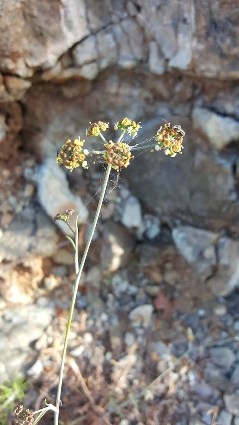 Dichoropetalum kyriakae