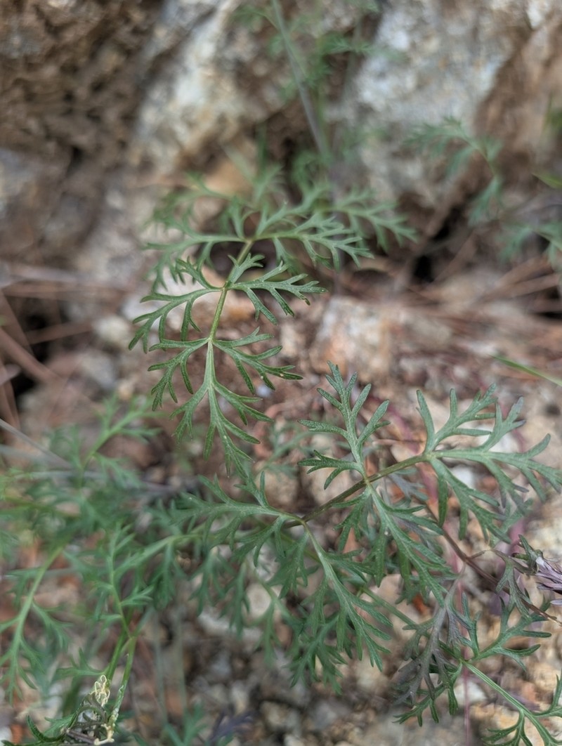 Dichoropetalum kyriakae photo 3