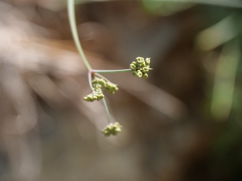 Dichoropetalum kyriakae photo 4