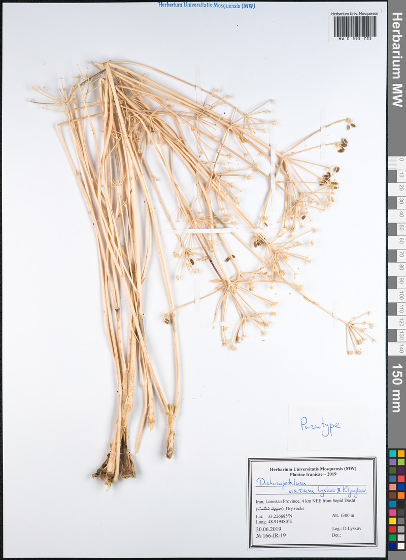 Dichoropetalum viarium
