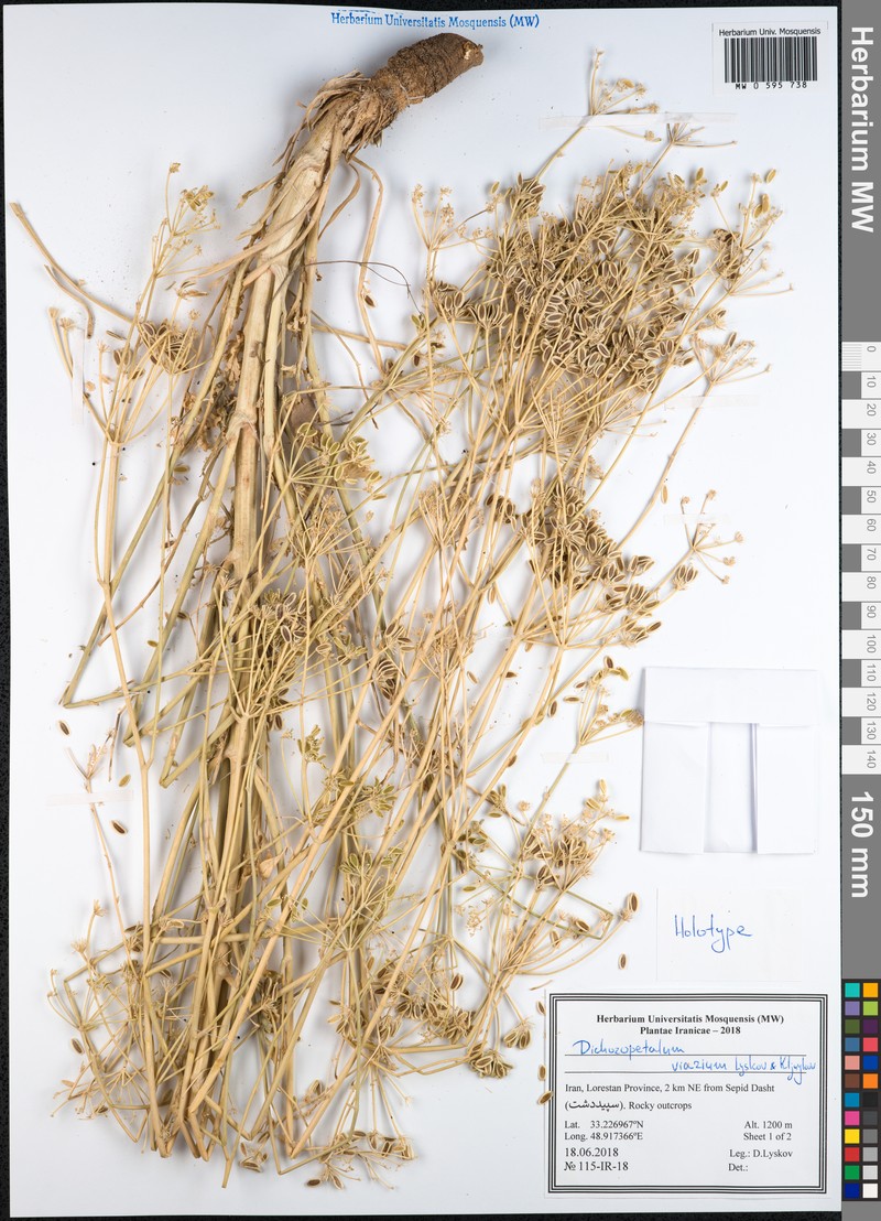 Dichoropetalum viarium photo 2