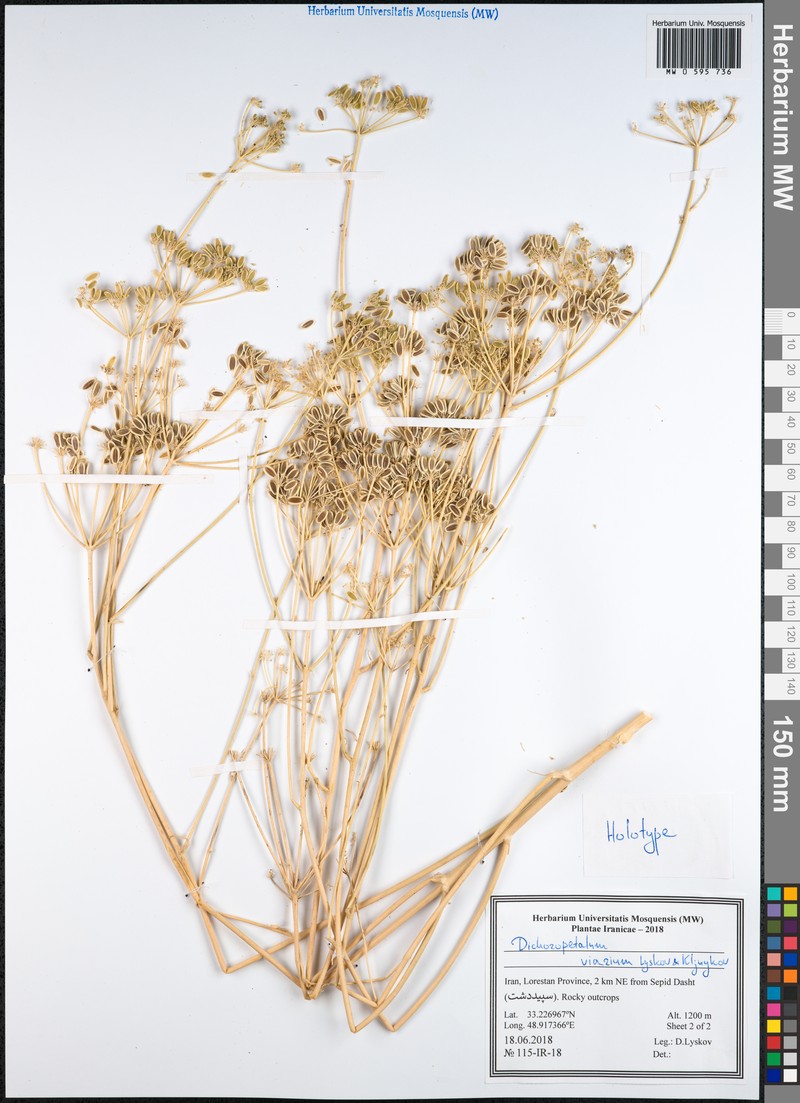 Dichoropetalum viarium photo 3