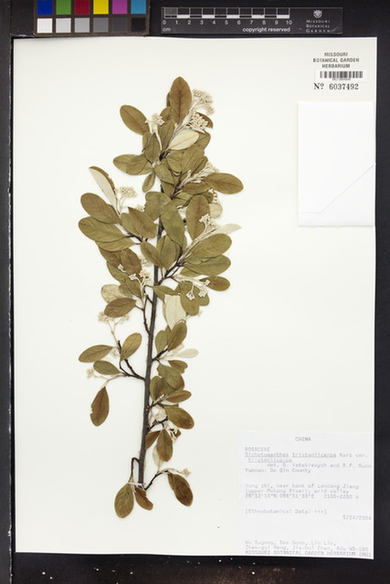 Dichotomanthes tristaniicarpa var. tristaniicarpa