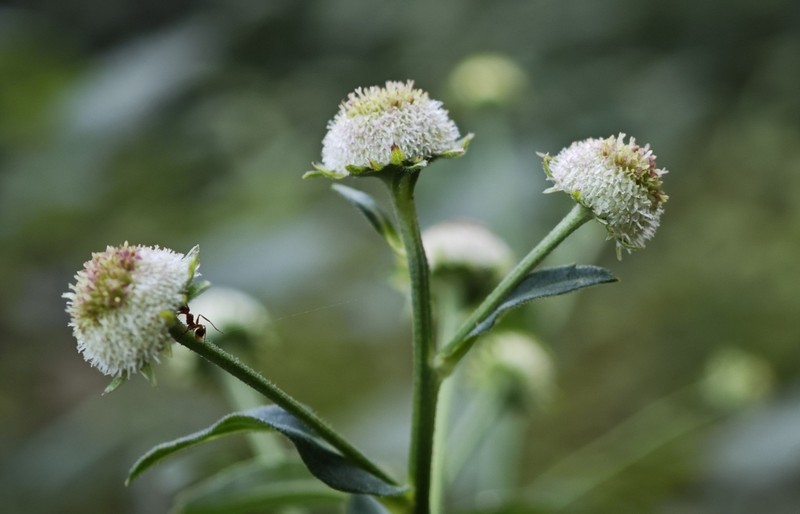 Dichrocephala benthamii photo 2