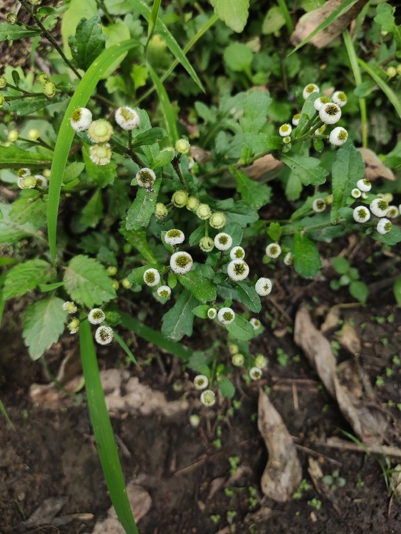 Dichrocephala benthamii photo 3