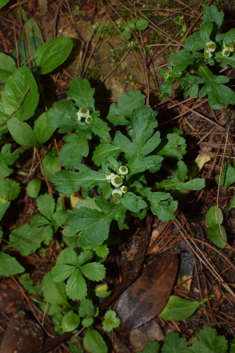 Dichrocephala benthamii photo 5
