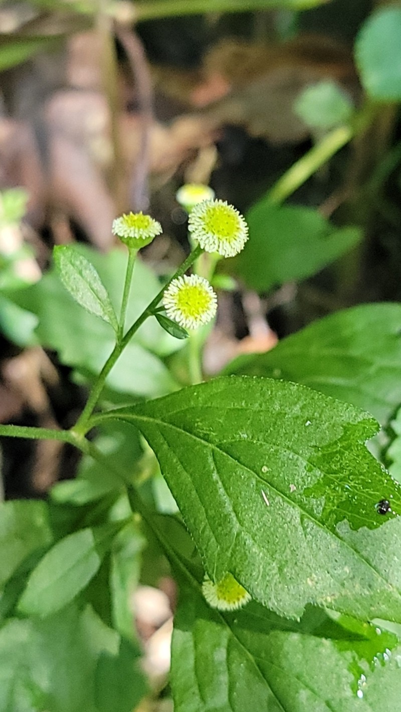 Dichrocephala benthamii photo 6