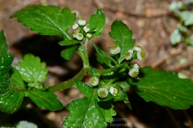Dichrocephala benthamii photo 8