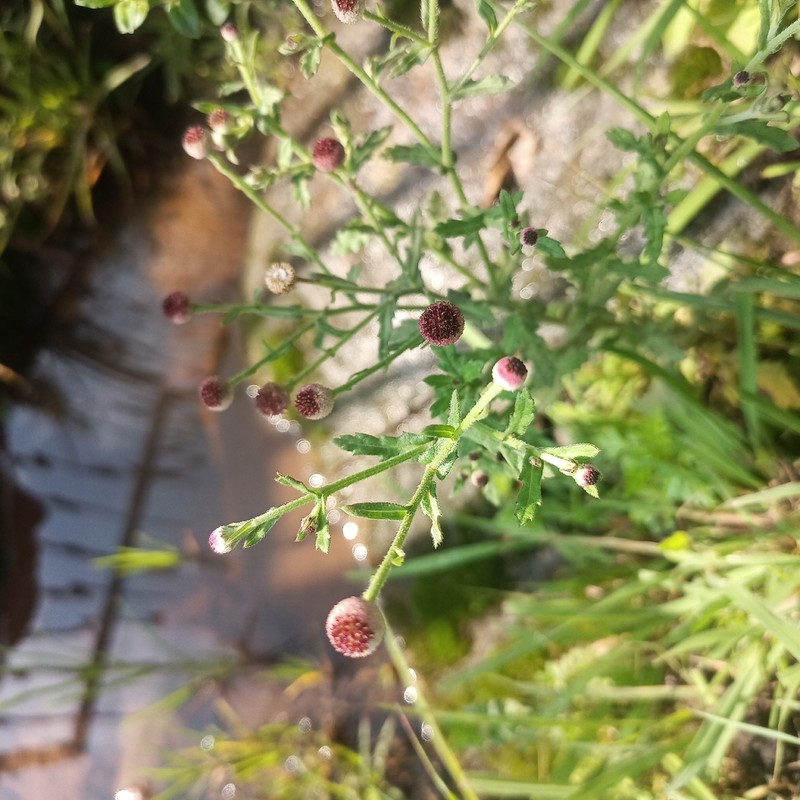 Dichrocephala chrysanthemifolia photo 2