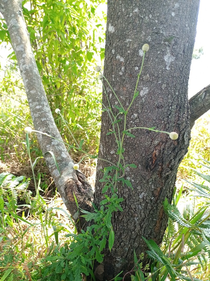 Dichrocephala chrysanthemifolia photo 3