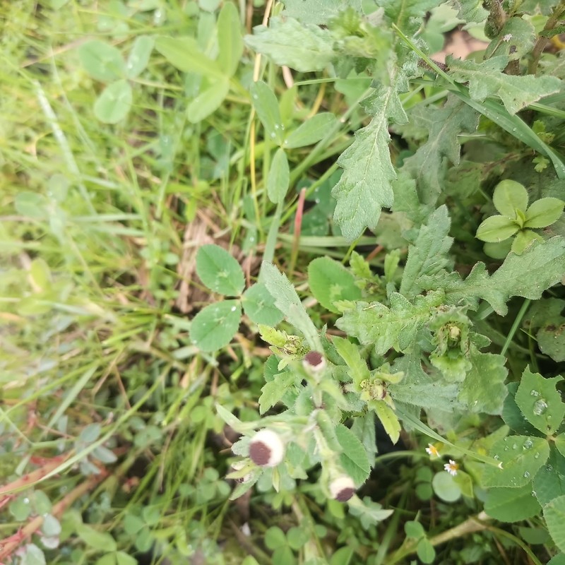 Dichrocephala chrysanthemifolia photo 4