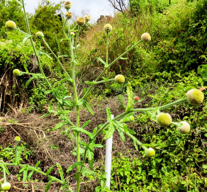 Dichrocephala chrysanthemifolia photo 6
