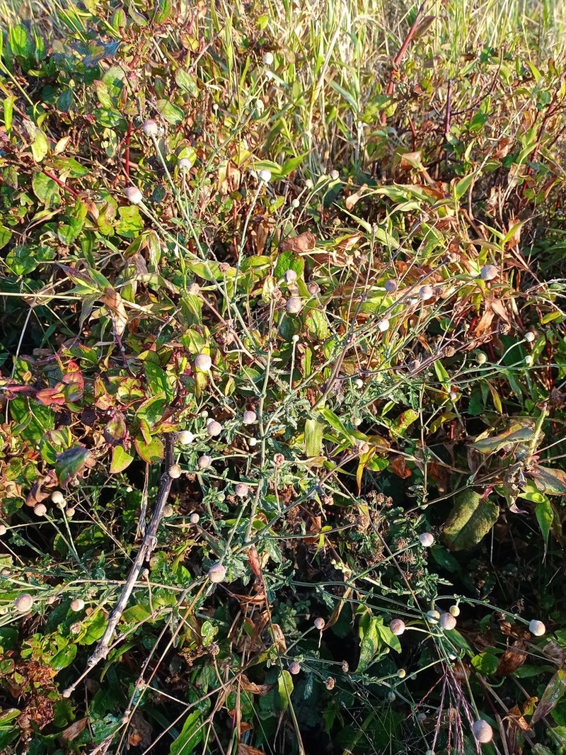 Dichrocephala chrysanthemifolia photo 7