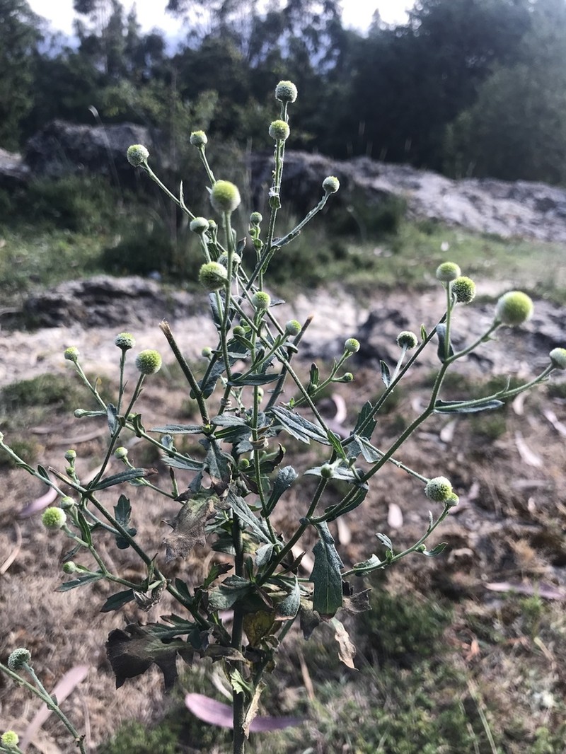 Dichrocephala chrysanthemifolia photo 8