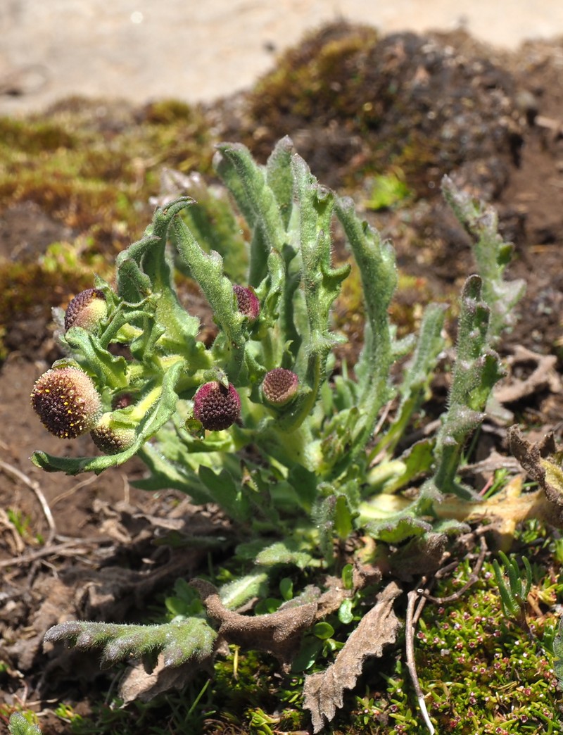 Dichrocephala chrysanthemifolia var. alpina