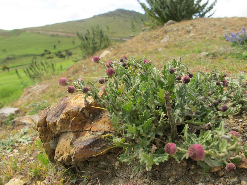 Dichrocephala chrysanthemifolia var. alpina photo 2