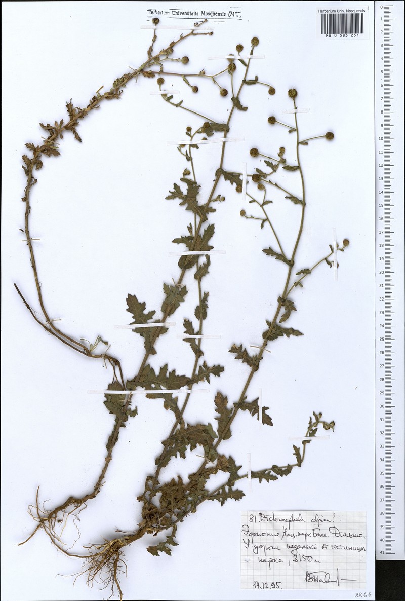 Dichrocephala chrysanthemifolia var. alpina photo 3