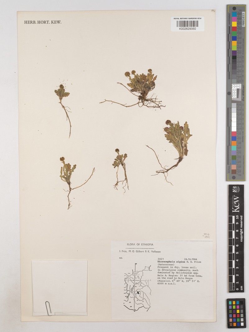Dichrocephala chrysanthemifolia var. alpina photo 4