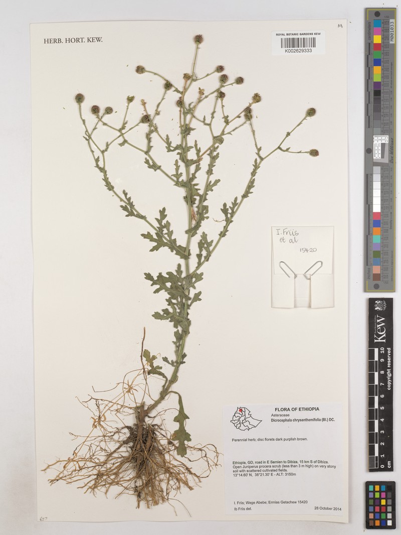Dichrocephala chrysanthemifolia var. chrysanthemifolia