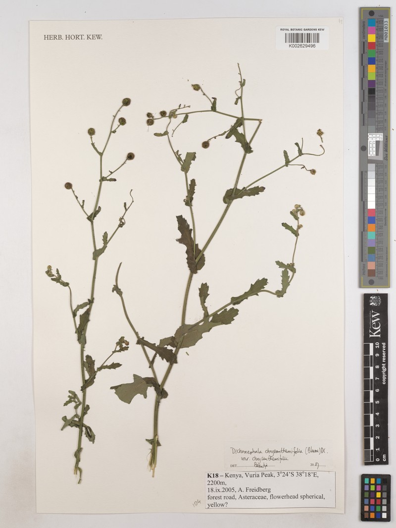 Dichrocephala chrysanthemifolia var. chrysanthemifolia photo 2